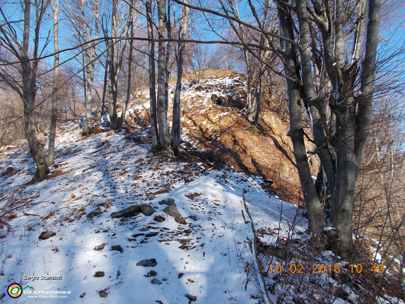 11 IMMAGINI INVERNALI DEL BOSCO.JPG